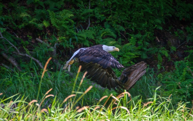 Bald Eagle along the Delaware River July 19th 2015. Image © Joe Geronimo
