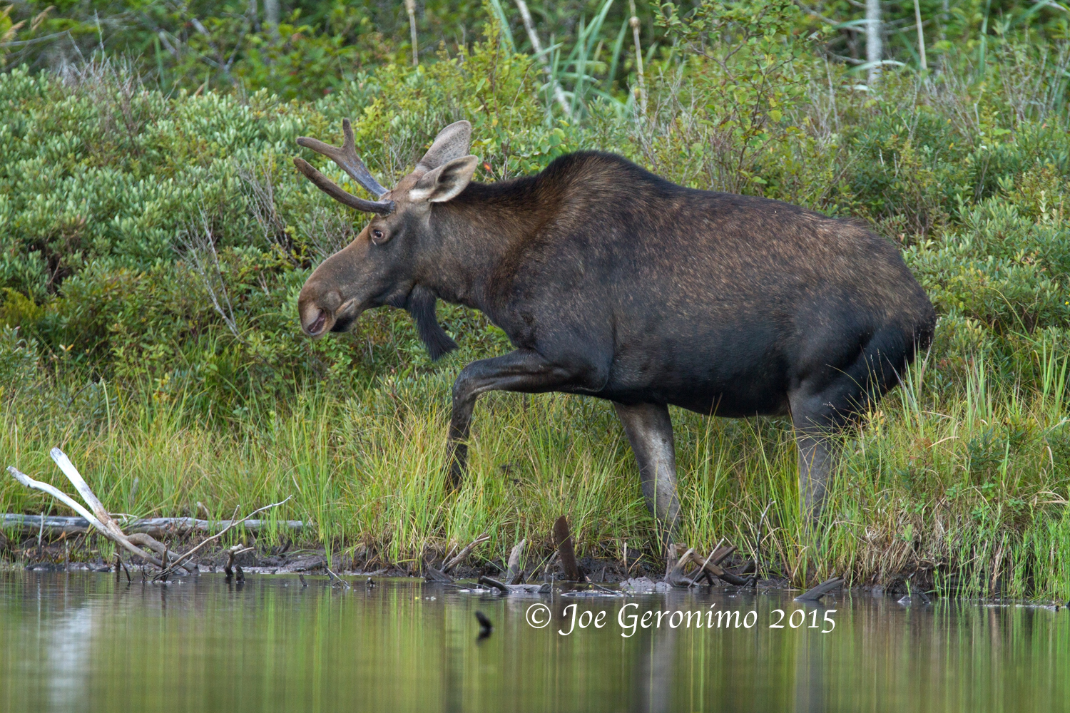 Young bull moose Long Pond Benton, NH August 28th 2015. Image © Joe Geronimo